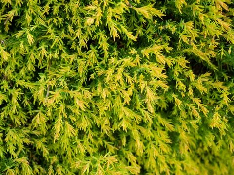 Background from pine needles. Botany. Needles instead of leaves. Lots of co.. Stock Photos