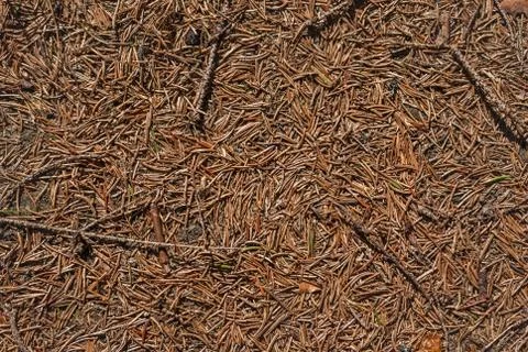 Background of pine needles. Stock Photos