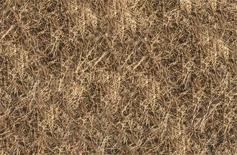 Background of pine needs dry and on the ground Stock Photos