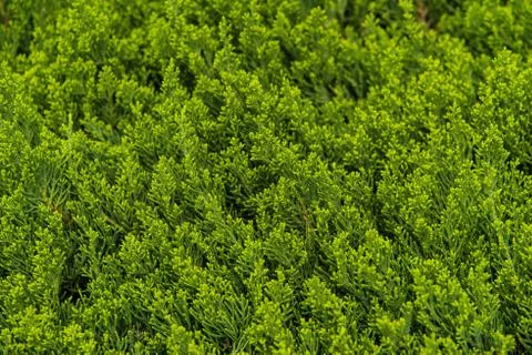 Background of pine tree branches horizontal shot Stock Photos