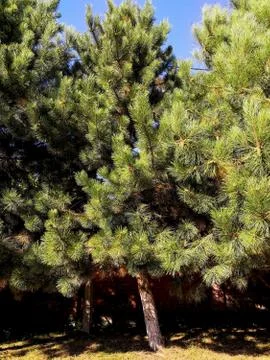 Background - pine tree. Texture fluffy green spruce branches with needles. Stock Photos