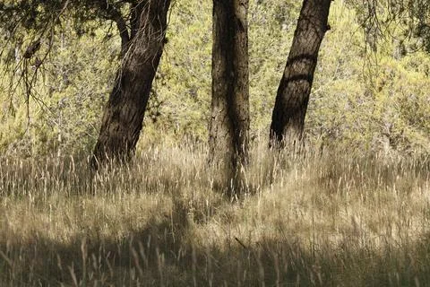 Background of pine tree trunks in a clearing with dry tall grass and fire risk Stock Photos