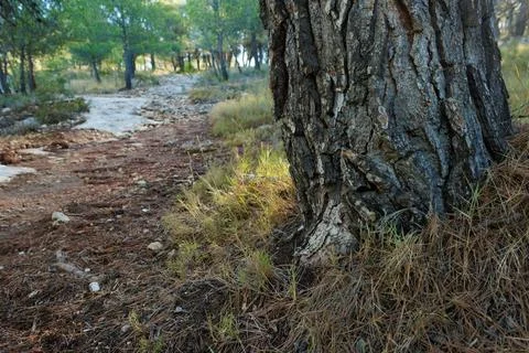 Background with a pine trunk base next to a forest path, Alcoy, Spain Фото