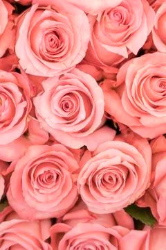 Background of pink and peach roses. Fresh pink roses. A huge bouquet of flowe Stock Photos