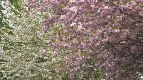 A background with pink and white tree branches in blossom. Stock Footage 107639357