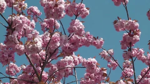 Background pink cherry blossoms against the sky Stock Footage 63147286
