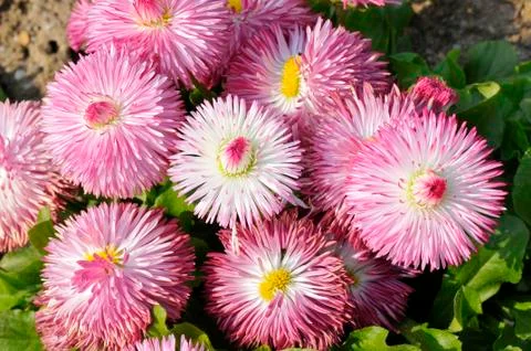 Background of pink daisies Stock Photos
