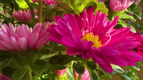 A background with pink flowers Stock Footage 281917223