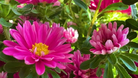 A background with pink flowers Stock Footage 281917646