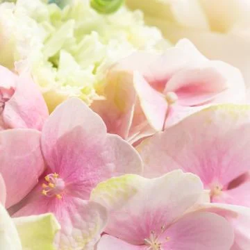 Background of pink flowers. Hydrangea or hortensia in blossom. Stock Photos