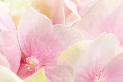 Background of pink flowers. Hydrangea or hortensia in blossom. Stock Photos