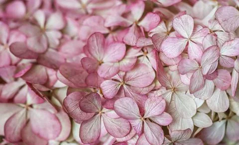 Background from pink flowers. Hydrangea or hortensia flower in autumn. Stock Photos