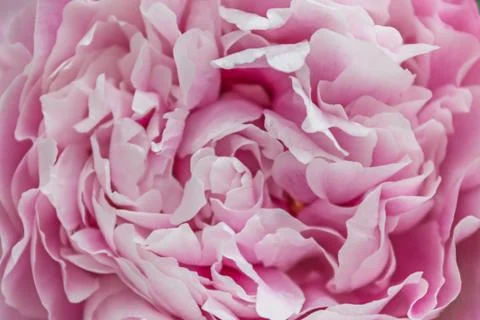 Background of Pink Flowers. Texture. Macro photography Stock Photos