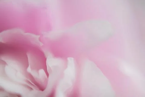 Background of Pink Flowers. Texture. Macro photography Stock Photos