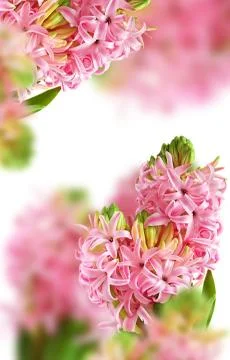 Background from pink hyacinth Stock Illustration