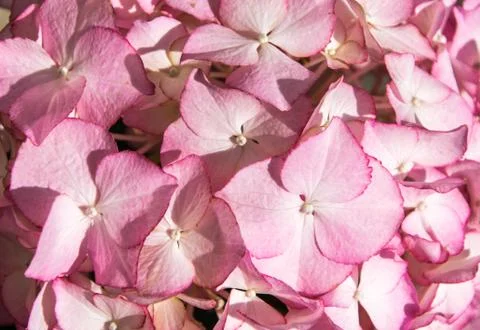 Background of pink hydrangea lit by the bright sun. Stock Photos