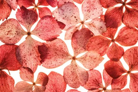 Background with pink hydrangea Stock Photos