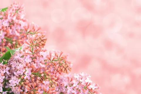 Background with pink lilac Stock Illustration