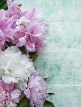 Background with pink peonies Stock Photos