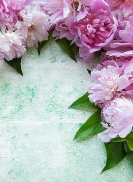 Background with pink peonies Stock Photos