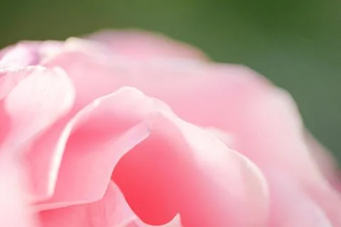 Background of a pink rose flower. Spring blooming flower background Stock Photos