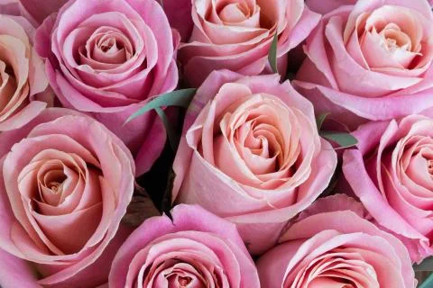 Background of pink roses close-up. Stock Photos