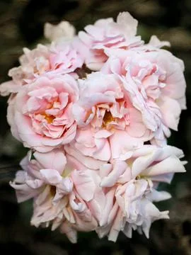 Background pink roses Stock Photos