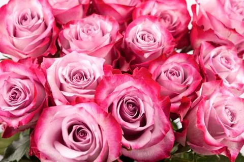 Background of pink roses Stock Photos