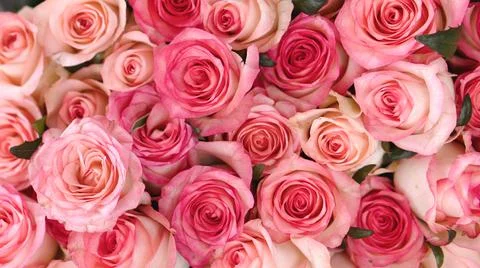 Background of pink roses. Stock Photos