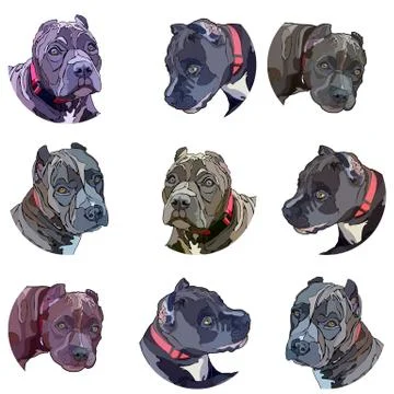 Background with pitbulls Stock Illustration