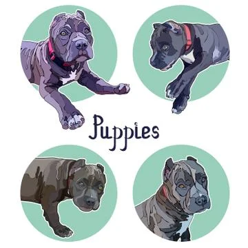 Background with pitbulls Stock Illustration