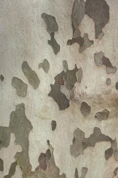 Background of plane tree bark , plane tree bark texture Stock-Fotos