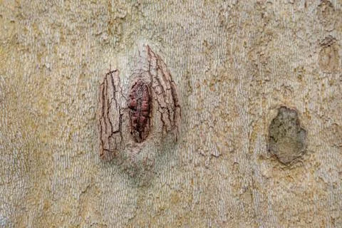 Background of plane tree bark, tree bark texture Stock-Fotos
