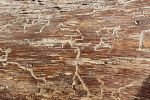 Background from planks spoiled by pests.Natural patterns. Stock Photos
