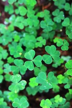 Background from plant clover four leaf. Irish traditional symbol. St.Patric.. Stock Photos