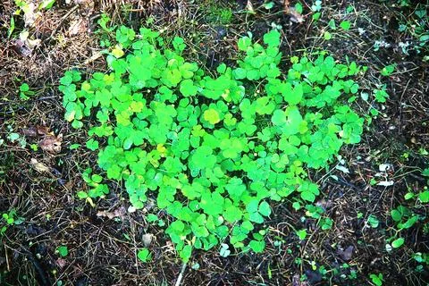 Background from plant clover four leaf. Irish traditional symbol. St.Patric.. Stock Photos