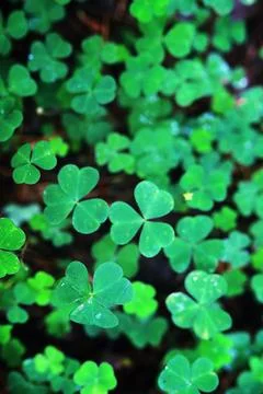 Background from plant clover four leaf. Irish traditional symbol. St.Patric.. Stock Photos