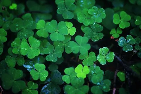 Background from plant clover four leaf. Irish traditional symbol. St.Patric.. Stock Photos
