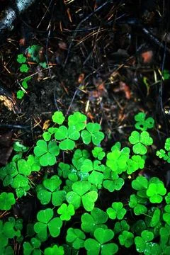 Background from plant clover four leaf. Irish traditional symbol. St.Patric.. Stock Photos