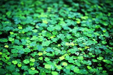 Background from plant clover four leaf. Irish traditional symbol. St.Patric.. Stock Photos