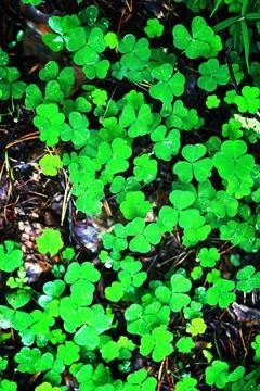 Background from plant clover four leaf. Irish traditional symbol. St.Patric.. 写真素材