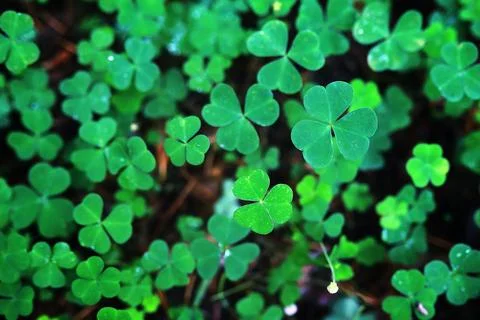 Background from plant clover four leaf. Irish traditional symbol. St.Patric.. Stock Photos