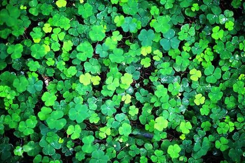 Background from plant clover four leaf. Irish traditional symbol. St.Patric.. Stock Photos