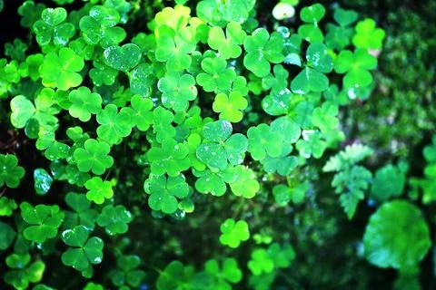 Background from plant clover four leaf. Irish traditional symbol. St.Patric.. Stock Photos