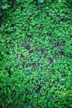 Background from plant clover four leaf. Irish traditional symbol. St.Patric.. Stock Photos