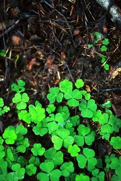 Background from plant clover four leaf. Irish traditional symbol. St.Patric.. Stock Photos