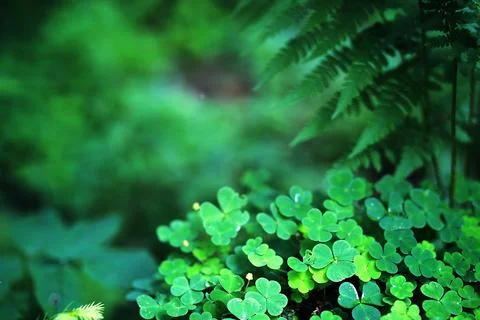 Background from plant clover four leaf. Irish traditional symbol. St.Patric.. Stock Photos