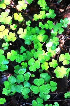 Background from plant clover four leaf. Irish traditional symbol. St.Patric.. 写真素材