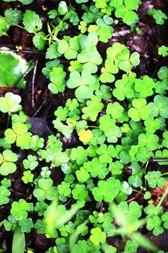 Background from plant clover four leaf. Irish traditional symbol. St.Patrick  Stock Photos