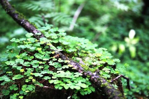 Background from plant clover four leaf. Irish traditional symbol. St.Patric.. Stock Photos